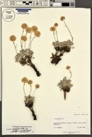 Eriogonum ovalifolium image