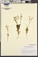 Aliciella latifolia image