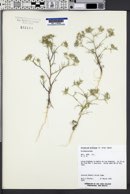 Eriastrum diffusum image