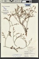 Eriogonum ammophilum image