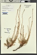 Kochia prostrata image