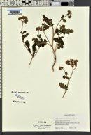 Phacelia mammillarensis image