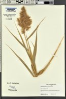 Phragmites australis image