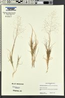 Muhlenbergia asperifolia image