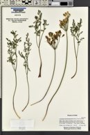 Lomatium grayi image