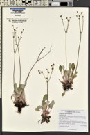 Eriogonum strictum image