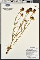 Helenium arizonicum image