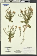 Stephanomeria parryi image