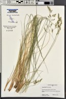 Festuca thurberi image