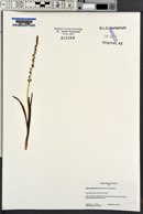 Piperia unalascensis image