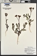 Phacelia neomexicana image