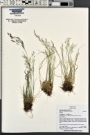 Agrostis idahoensis image