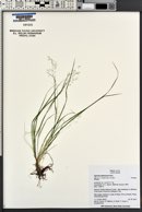 Agrostis idahoensis image