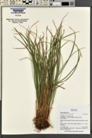 Carex geyeri image