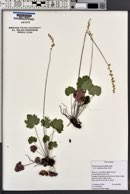 Heuchera grossulariifolia image