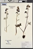 Delphinium nuttallianum image