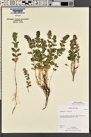 Teucrium chamaedrys image