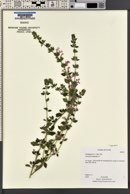 Teucrium chamaedrys image