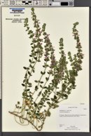 Teucrium chamaedrys image