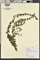 Teucrium chamaedrys image