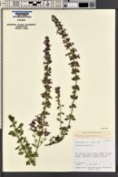 Teucrium chamaedrys image