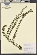 Teucrium chamaedrys image