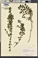 Teucrium chamaedrys image