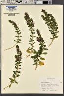 Teucrium chamaedrys image