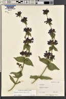 Penstemon pruinosus image