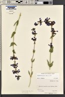 Penstemon pruinosus image