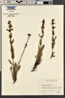 Penstemon pruinosus image