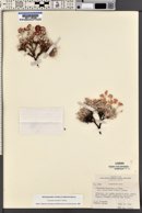 Eriogonum shockleyi image