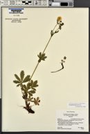 Potentilla brunnescens image