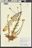 Thelypodiopsis aurea image