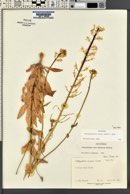 Thelypodiopsis aurea image