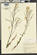 Thelypodiopsis aurea image