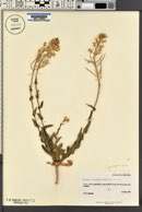 Thelypodiopsis aurea image