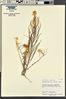 Thelypodiopsis aurea image