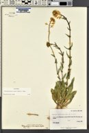 Thelypodiopsis aurea image