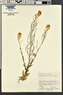 Thelypodiopsis aurea image