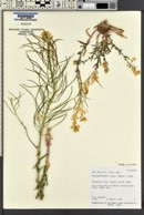 Thelypodiopsis aurea image