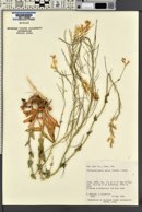 Thelypodiopsis aurea image