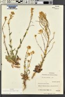 Thelypodiopsis aurea image