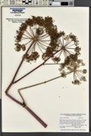 Angelica atropurpurea image