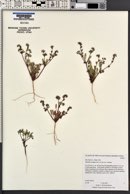 Phacelia ivesiana image