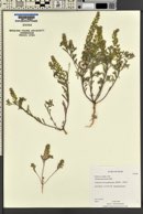 Alyssum desertorum image