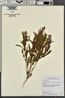 Rumex maritimus image