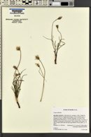 Crepis atrabarba image