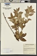 Quercus ilex image