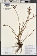 Juncus articulatus subsp. articulatus image